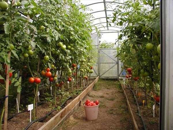 Wie man Tomaten im Gewächshaus auftaucht? 02