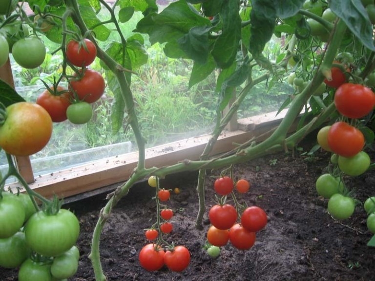 Wie man Tomaten im Gewächshaus auftaucht? Tomatenpflege-Funktionen 02