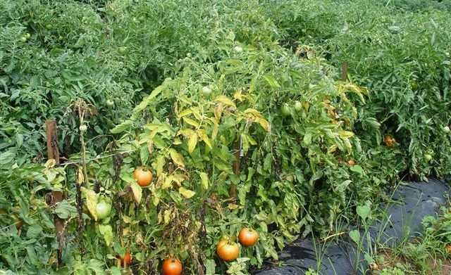 Wie man Tomaten im Gewächshaus auftaucht? 04