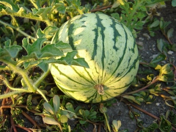 Wie man Wassermelonen anpflanzen und wachsen? 02