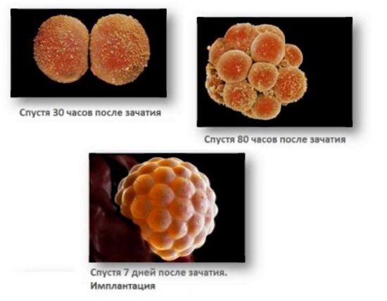 Embryo-Größe für Wochen: Tabellen mit Beschreibung. So ermitteln Sie die Größe des Fötus für Schwangerschaftswochen mit Ultraschall? 01