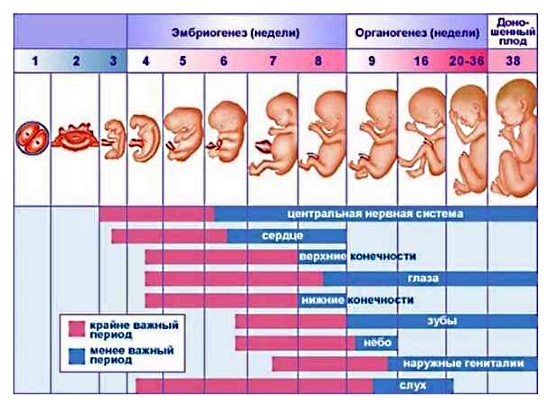 Embryo-Größe für Wochen: Tabellen mit Beschreibung. So ermitteln Sie die Größe des Fötus für Schwangerschaftswochen mit Ultraschall? 04