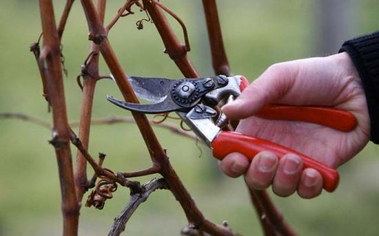 Wie man die Trauben im Herbst und des Frühlings schneidet und warum muss es tun?? 06