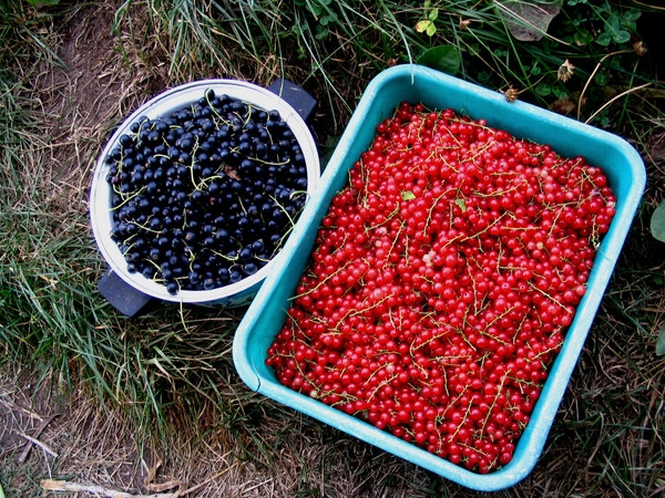 Wie kümmere ich mich um Johannisbeeren?? Tipps erlebter Gärtner 01