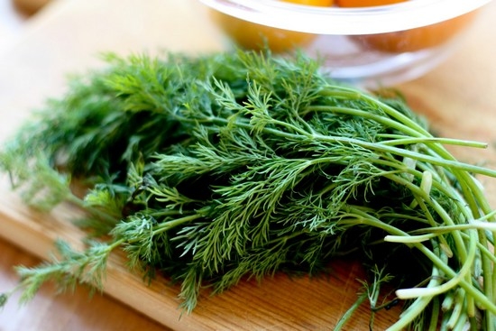 Der ganze Jahr über den Sommer: Wie man Dill auf der Fensterbank auf dem Balkon wächst? Das Grün von Dill von Dill aus Samen wächst 01