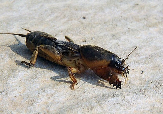 Wie man einen Bären aus dem Garten bringt? Methoden zur Bekämpfung eines Bären 01