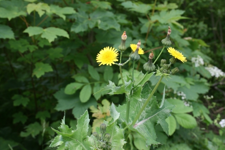 So entfernen Sie den Osnis aus dem Garten? 01