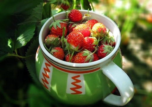 Wie man Garten Erdbeeren anbauen kann? 03