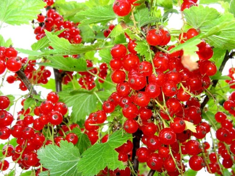 Wie kümmere ich mich um Johannisbeeren?? Tipps erlebter Gärtner 04