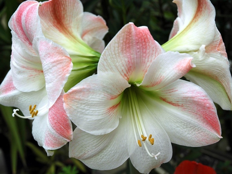 Hippeastrum und Amarillis 03