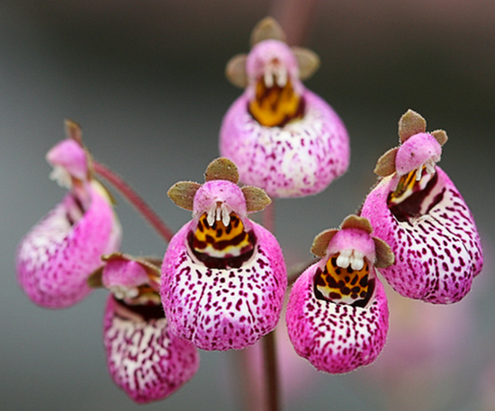 Calceolaria: Wachsen von Samen, Pflege und Fotos von Pflanzen 03