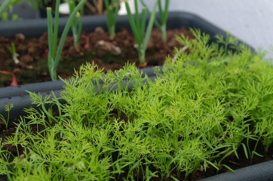 Der ganze Jahr über den Sommer: Wie man Dill auf der Fensterbank auf dem Balkon wächst? Das Grün von Dill von Dill aus Samen wächst 03