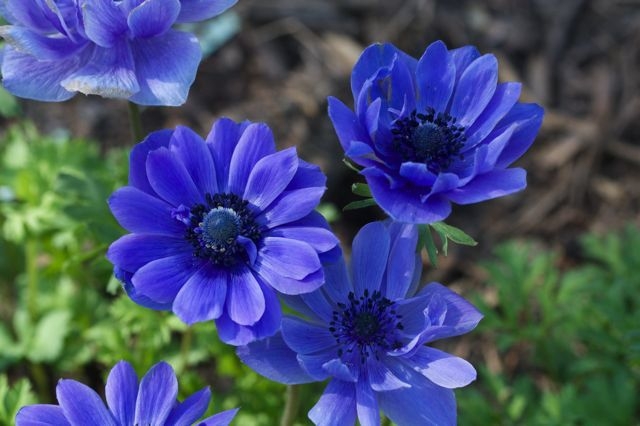 Was bedeutet blau?? Symbole von Blau in Psychologie, Innenraum und Kleidung, Farbsprache 03