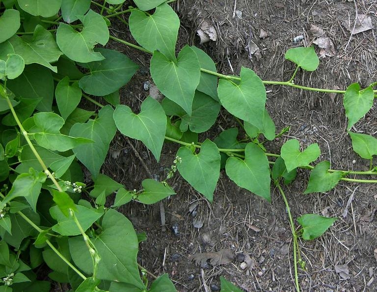 Wie man Bindemittel aus dem Garten abzieht? 01