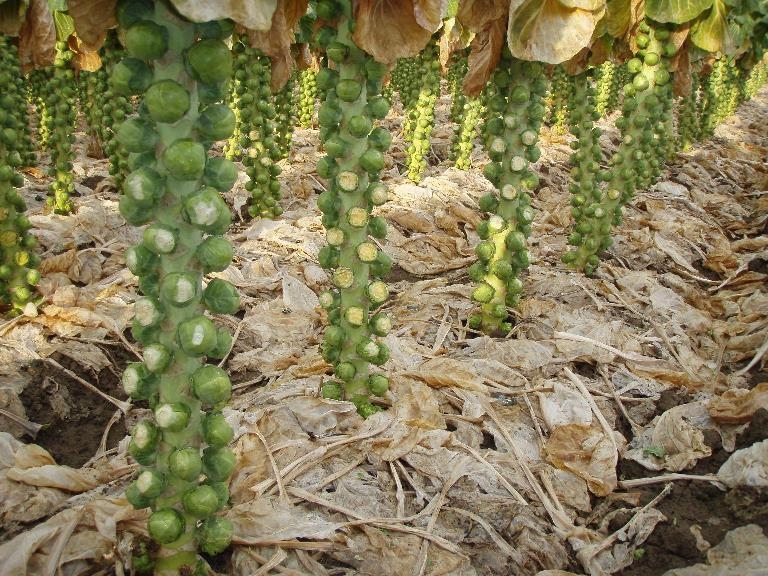 Kohl Brüssel: Wachstum und Pflege. Beste Brüsseler Kohlsorten 01