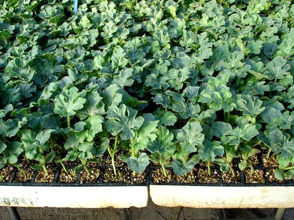 Wann zum Pflanzen von Wassermelonen auf den Sämlingen? Wachsende Sämlinge von Wassermelonen: Schnelle Methode 01