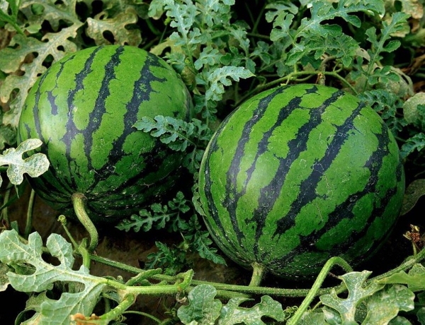 Wann zum Pflanzen von Wassermelonen auf den Sämlingen? Wachsende Sämlinge von Wassermelonen: Schnelle Methode 02