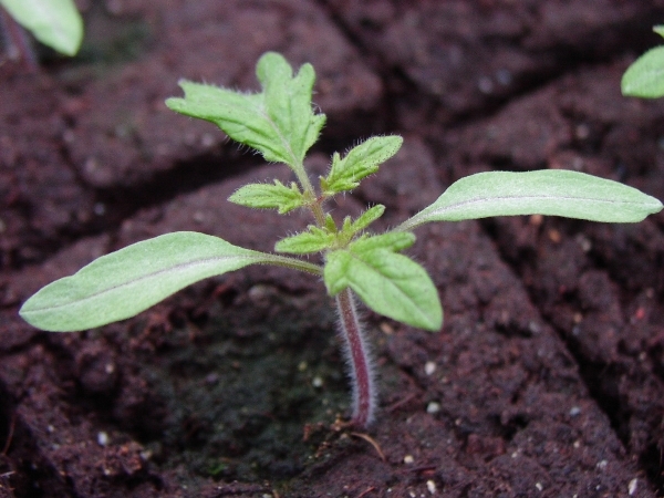 Wann zu transplantieren Tomaten? Optimale Fristen und nützliche Tipps 02