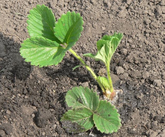 Wenn Sie Erdbeeren transplantieren können? 02