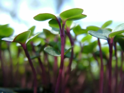 Was bedeutet dein Garten?? Teil 1 01