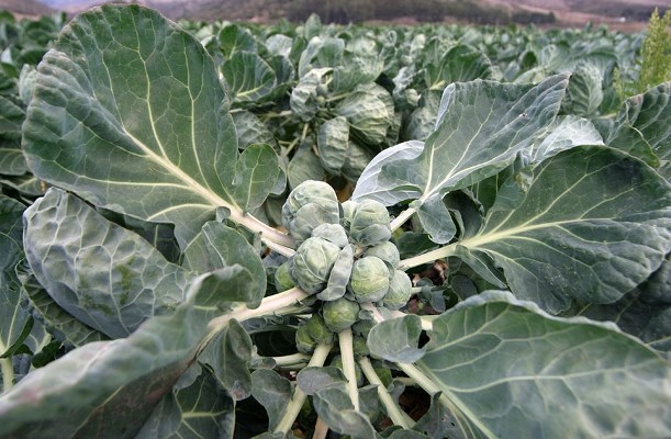 Kohl Brüssel: Wachstum und Pflege. Beste Brüsseler Kohlsorten 03