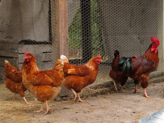 Hühnerstreu als Dünger: Anwendungsregeln 02