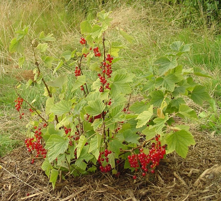 Rote Johannisbeere: Landung und Pflege 02