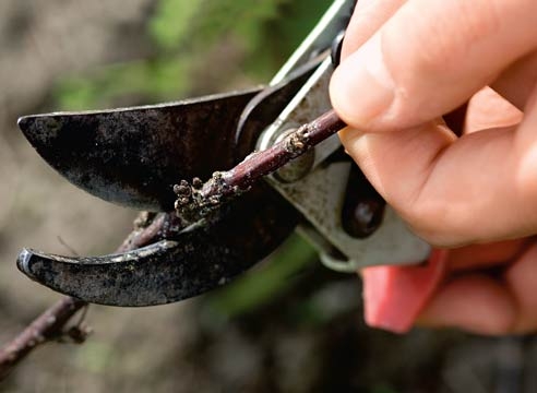 Hockende Stachelbeere. So schneiden Sie die Stachelbeere ab? 02