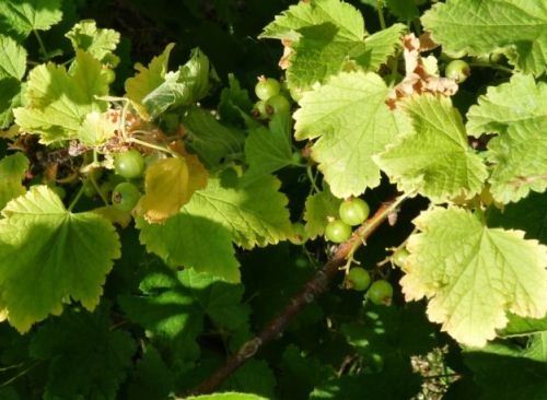 Warum gelbe Blätter in der Johannisbeere? 01