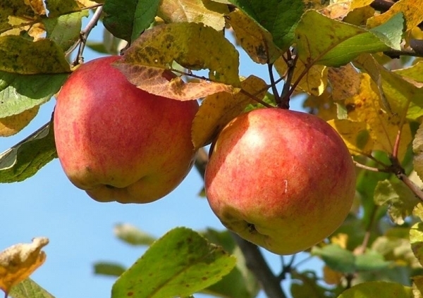 Warum gelbe Blätter in einem Apfelbaum? 01