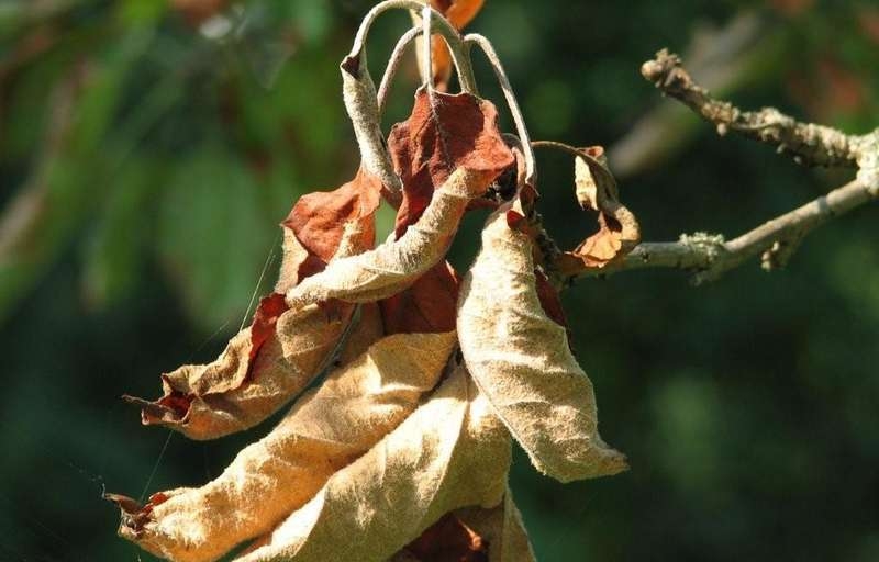 Warum gelbe Blätter in einem Apfelbaum? 02