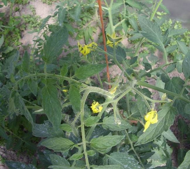 Tomatenfuttermittel während der Blüte 02