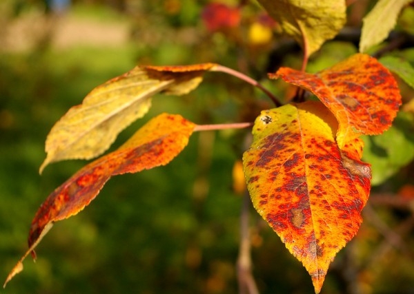 Warum gelbe Blätter in einem Apfelbaum? 03