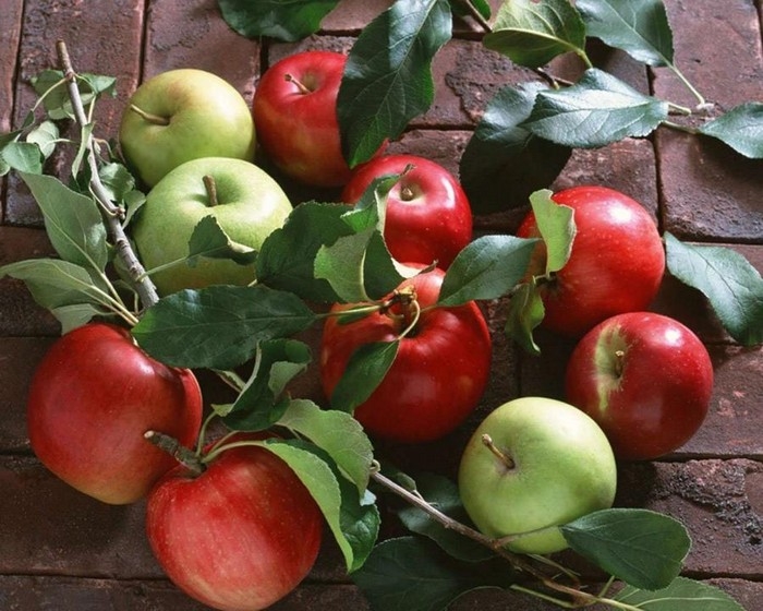 Warum gelbe Blätter in einem Apfelbaum? 04