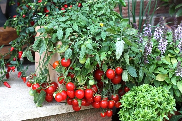 Cherry-Tomaten: Wachsen im Boden und im Wohnung. Die besten Sorten von Tomatov 01