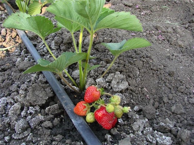 Bewässerung von Erdbeeren beim Fricken 02