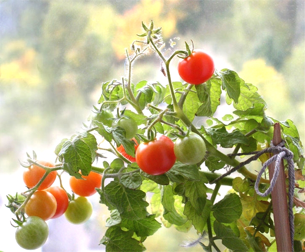 Cherry-Tomaten: Wachsen im Boden und im Wohnung. Die besten Sorten von Tomatov 02