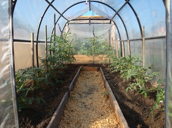 Tomaten für Gewächshäuser aus Polycarbonat: Sorten, Bewertungen und Agronomspitzen 03