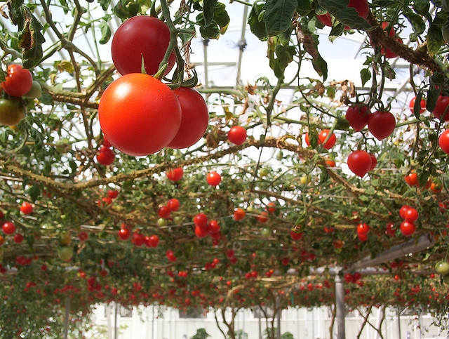 Landetomate im Gewächshaus 01