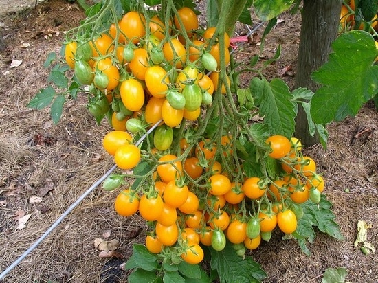 Tomaten für Gewächshäuser aus Polycarbonat: Sorten, Bewertungen und Agronomspitzen 04