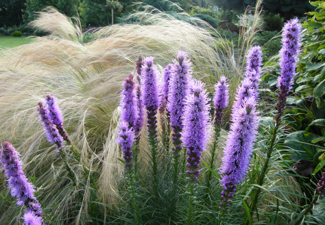 Liatris: Landung und Pflege. Beschreibung der gängigen Arten von LiatRIX 02