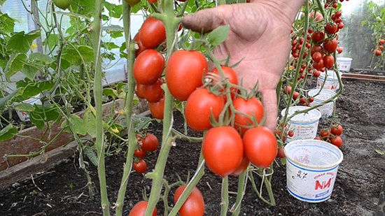 Top Sorten Tomaten für das Gewächshaus aus Polycarbonat. Bewertungen Ogorodnikov 02