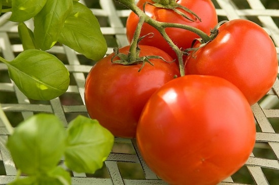 So wählen Sie die besten Sorten von Tomaten für den offenen Bodensorte aus? 01