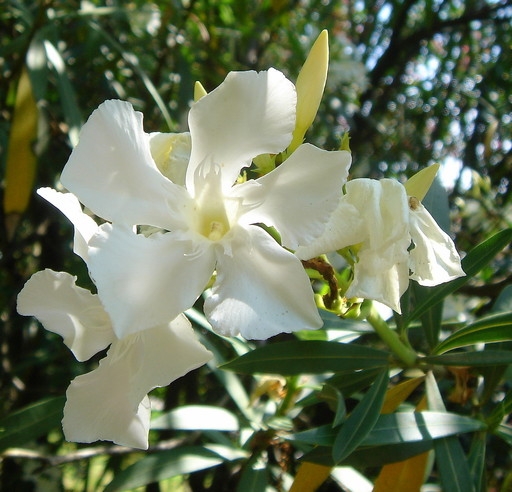 Welche Blumen können Häuser nicht halten?? 04