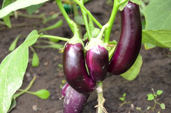 Wie man Auberginen an Sämlinge pflanzen? Termine der Landung Aubergine an Sämlings 03