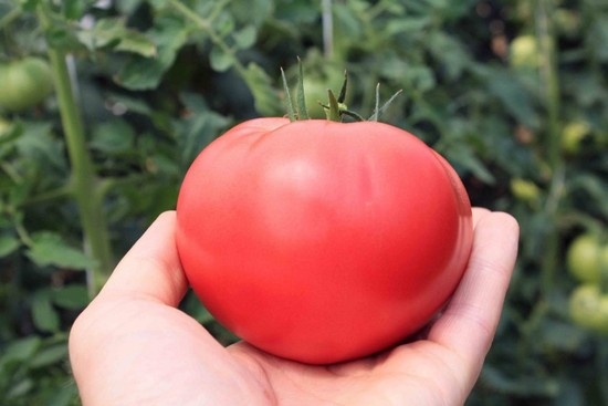 So wählen Sie die besten Sorten von Tomaten für den offenen Bodensorte aus? 02