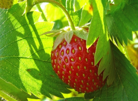 Strawberry Care-Frühling 02