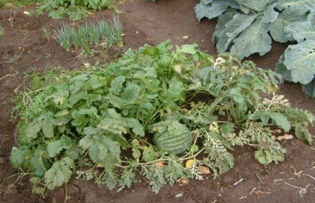 Wachsende Wassermelonen auf der mittleren Spur im offenen Boden (im Land) 02