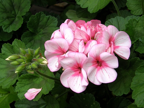 Welche Blumen können Häuser nicht halten?? 05