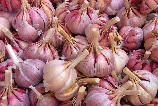 Wachsender Knoblauch. Methoden zum Anbau von Knoblauch in offenem Boden und in der Heimatumgebung 03